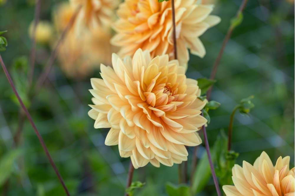 Dahlia 'Rancho'